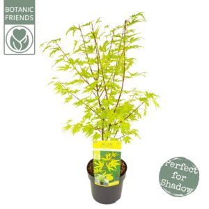 Acer palmatum Acer palm. 'Anne Irene' ®
(1 Plants/Order)(19cmP 65cmH)