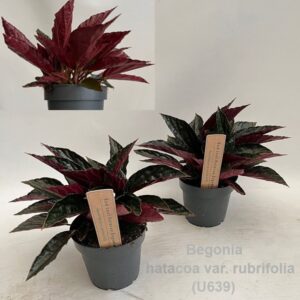 Begonia Begonia hatacoa var. rubrifolia 12cm (U639)
(8 Plants/Order)(12cmP 25cmH)