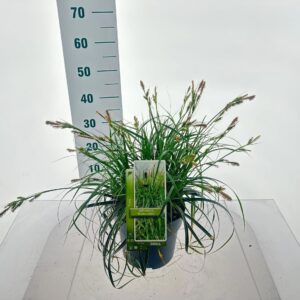 Carex Ribbon Falls Carex Ribon Falls ('Et Crx02'PBR)
(1 Plants/Order)(23cmP 40cmH)