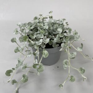 Dich arg. Silver Falls Dichondra argentea Silverfalls p10
(12 Plants/Order)(10.5cmP 15cmH)