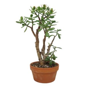 Crassula Sunset Bonsai Crassula sunset 20 cm
(3 Plants/Order)(20cmP 40cmH)