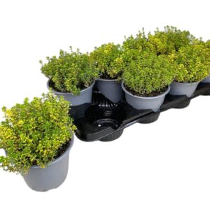 Thymus citriodorus Aureus Thymus citriodorus Aureus
(8 Plants/Order)(14cmP 20cmH)