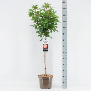 Rosa other Rosa (TH) Augusta Luise ®, stam 70, C7.5
(1 Plants/Order)(26cmP 100cmH)