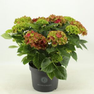 Hydrangea Saxon Schloss Wackerbarth Hydrangea Schloss Wackerbarth (Hortensia)
(1 Plants/Order)(23cmP 50cmH)