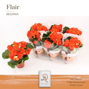 Begonia Mocca Orange Begonia orange P14 Dolc'Amore® Flair
(6 Plants/Order)(14cmP 31cmH)