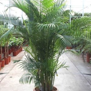 Chrysalidocarpus Dypsis lutescens (Areca)
(1 Plants/Order)(45cmP 220cmH)