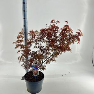 Acer palmatum Acer pal. 'Royal Garnet ('Opstal11PBR)
(1 Plants/Order)(29cmP 80cmH)