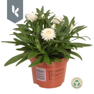 Xerochrysum bracteatum Crispy White Xerochrysum Bracteatum Crispy White
(8 Plants/Order)(12cmP 25cmH)