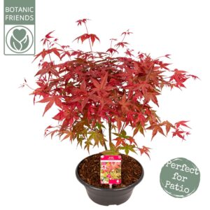 Acer palmatum Beni-maiko Acer palm. 'Beni-maiko'
(1 Plants/Order)(23cmP 50cmH)