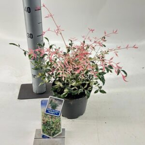 Nandina domestica Nandina domestica 'Twilight'
(1 Plants/Order)(17cmP 20cmH)
