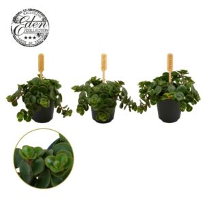Sedum Kosmosje Sedum Tornado 5,5cm
(20 Plants/Order)(5.5cmP 10cmH)