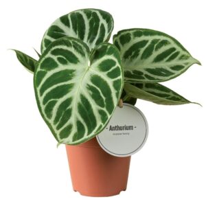 Anthurium Leaf Anthurium Silver Blush
(8 Plants/Order)(12cmP 25cmH)