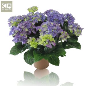 Hydrangea Hi Ocean hydrangea `HI OCEAN` BLAUW/PAARS
(6 Plants/Order)(14cmP 35cmH)