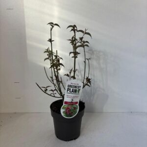 Leycesteria formosa Leycesteria formosa
(1 Plants/Order)(17cmP 45cmH)