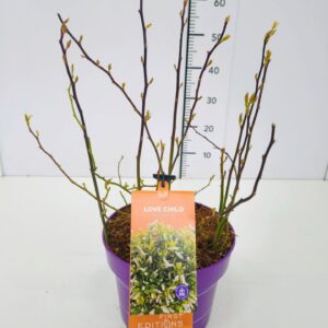 Itea virginica Itea vir. 'Love Child' 40-50C5
(1 Plants/Order)(23cmP 60cmH)