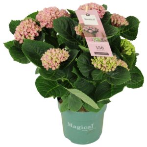 Hydrangea Hydrangea Magical Revolution ® pink 7/8 flowers
(6 Plants/Order)(14cmP 35cmH)
