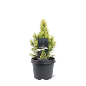 Picea glauca Daisys White Picea glauca 'J.W. Daisy's White'
(1 Plants/Order)(19cmP 35cmH)