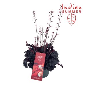Heuchera Heuchera Indian Summer P19 Blooming Black
(1 Plants/Order)(19cmP 50cmH)