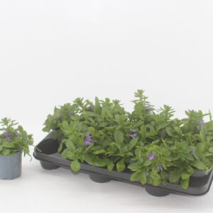 Scaevola aemula Blue Touch Scaevola blue
(12 Plants/Order)(10.5cmP 20cmH)