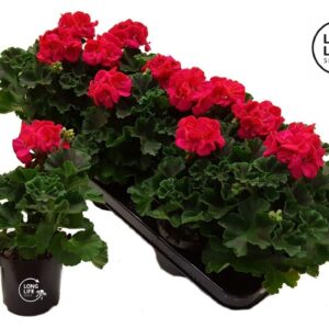 Pelargonium LongLife Zonale Hot Pink
(8 Plants/Order)(10.5cmP 25cmH)