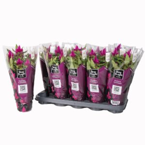 Celosia Deep Purple Celosia Deep Purple in DP hoes
(10 Plants/Order)(12cmP 30cmH)