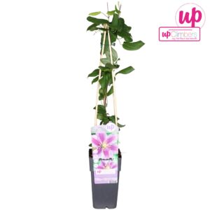 Clematis Piilu Clematis Piilu P15
(10 Plants/Order)(15cmP 65cmH)