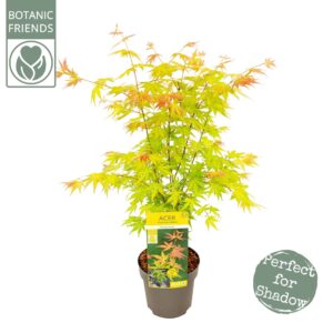 Acer palmatum Orange Dream Acer palm. 'Orange Dream'
(1 Plants/Order)(19cmP 65cmH)
