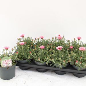 Rhodanthemum hosmariense SA Rhodanthemum pink
(8 Plants/Order)(13cmP 25cmH)