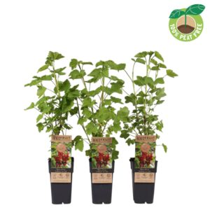 Ribes rubrum Jonkheer From Tets Ribes rubrum 'Jonkheer From Tets', P15
(10 Plants/Order)(15cmP 50cmH)