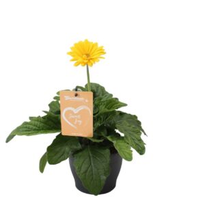 Gerbera Garvinea Sweet Joy Gerbera Garvinea Sweet Joy
(6 Plants/Order)(15cmP 35cmH)