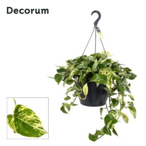 Epipremnum pinnatum Marble Queen Epipremnum pinnatum 'Marble Queen' XXL
(1 Plants/Order)(37cmP 50cmH)