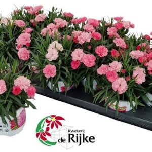 Carnation I Love U Carnation IloveU P10.5
(12 Plants/Order)(10cmP 20cmH)
