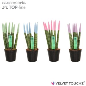 Sansevieria Cylindrica Sansevieria VELVET TOUCHZ® Pastel mix
(20 Plants/Order)(6cmP 18cmH)