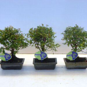 Bonsai Sageretia theezans, 15cm., broom, without drip tray
(10 Plants/Order)(15cmP 25cmH)