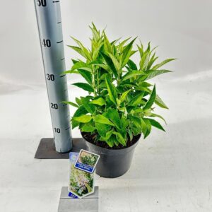 Buddleja Butterfly Candy Little Whi Buddleja d. Butt. Candy® Little White ('BotEx 003'PBR)
(1 Plants/Order)(19cmP 30cmH)