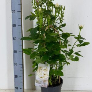 Rosa mixed Rosa Summerville White
(1 Plants/Order)(19cmP 70cmH)