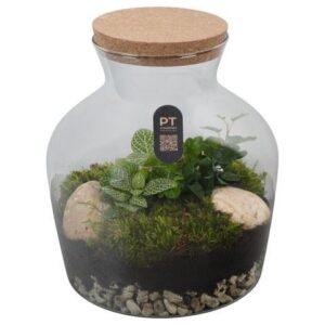 Arrangementen PTTER8103 Arrangement terrarium in glazen terrarium
(2 Plants/Order)(20cmP 24cmH)
