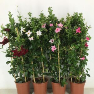 Mandevilla Sundaville p22 Mandevilla duoboog mix
(1 Plants/Order)(22cmP 90cmH)