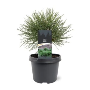 Pinus nigra Nana Pinus nigra 'Nana'
(1 Plants/Order)(19cmP 30cmH)