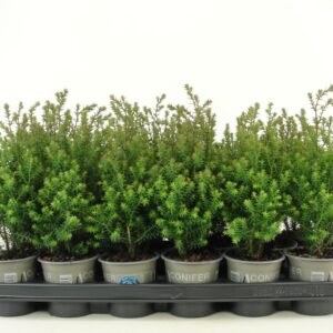 Chamaecyparis Rubicon Chamaecyparis thyoides 'Rubicon'
(18 Plants/Order)(9cmP 20cmH)