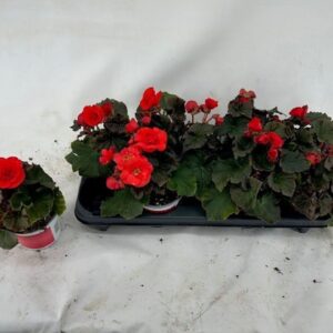 Begonia Waterfall Encanto Red Begonia Waterfall 'Encanto Red'
(9 Plants/Order)(12cmP 20cmH)