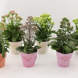 Kalanchoe Veranda Kalanchoe Special Mix, minimaal 3 Types From bijgevoegde Picture
(6 Plants/Order)(14cmP 40cmH)
