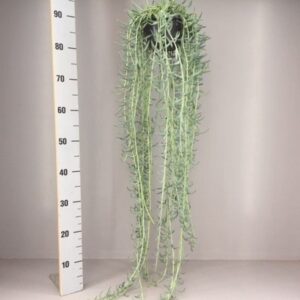 Senecio Senecio radicans XXL
(2 Plants/Order)(14cmP 45cmH)