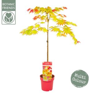 Acer shirasawanum Acer shirasawanum 'Moonrise' ®
(1 Plants/Order)(19cmP 90cmH)