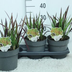 Imperata cylindrica Red Imperata cyl. 'Red Baron' P19
(3 Plants/Order)(19cmP 35cmH)