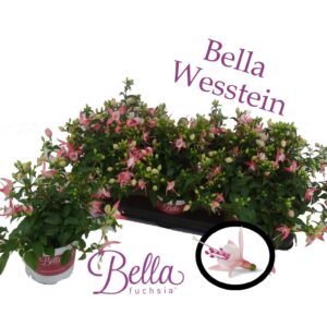 Fuchsia Bella Fuchsia Sophia Bella fuchsia 'sophia' ( Hang )
(12 Plants/Order)(10.5cmP 25cmH)