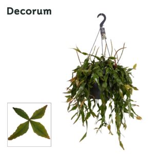 Rhipsalis elliptica Rhipsalis elliptica XXL
(1 Plants/Order)(37cmP 35cmH)