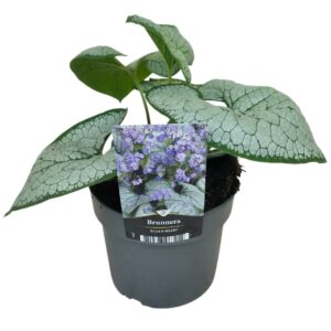 Brunnera Brunnera Silver Heart®
(6 Plants/Order)(17cmP 40cmH)