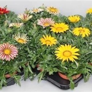 Gazania Gazoo Formula Gazania Big Kiss mix Layer
(8 Plants/Order)(13cmP 20cmH)