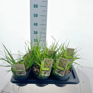 Pennisetum alopecuroides Pennisetum alopecuroides 'Black Beauty'
(1 Plants/Order)(17cmP 20cmH)
